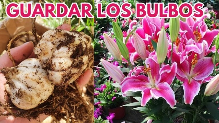 Consejos prácticos: Cómo conservar los bulbos de lirios para una floración espectacular cada temporada