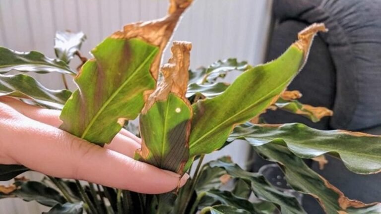 Consejos prácticos: Cómo quitar las hojas amarillas de tus plantas de manera efectiva.