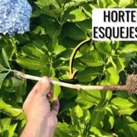 cosecha-y-propagacion-de-hortensias-aprende-como-extraer-sus-semillas-correctamente