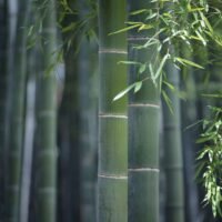 crecimiento-bambu