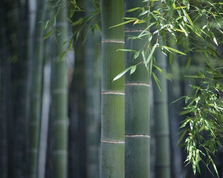 Cuánto crece un bambú en 24 horas
