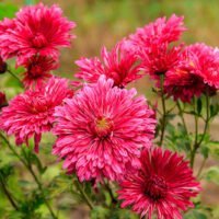 Crisantemo rojo: descubre todo sobre esta fascinante flor de jardín