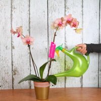 cuanta-agua-necesita-tu-orquidea-descubre-la-cantidad-ideal-de-riego-para-un-crecimiento-saludable