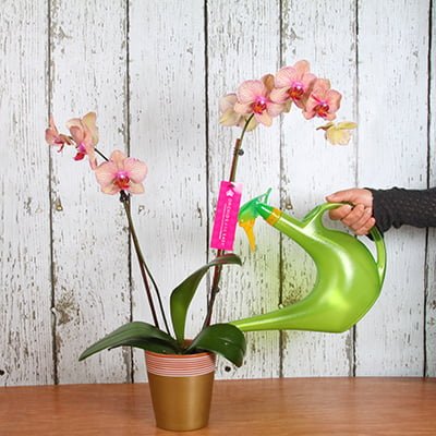 ¿Cuánta agua necesita tu orquídea? Descubre la cantidad ideal de riego para un crecimiento saludable