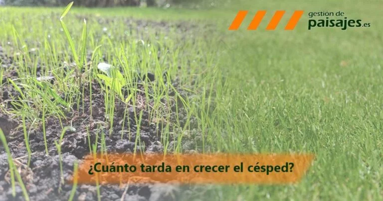 ¿Cuánto dura el pasto sin regar?