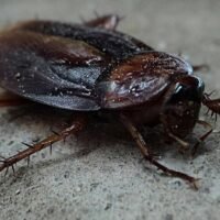 cucaracha-con-borax-en-casa