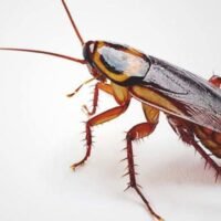 cucaracha-muerta-con-veneno-insecticida-eficaz