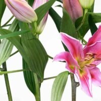 cuidado-y-mantenimiento-de-los-lirios-en-maceta-consejos-para-lucir-unas-flores-espectaculares