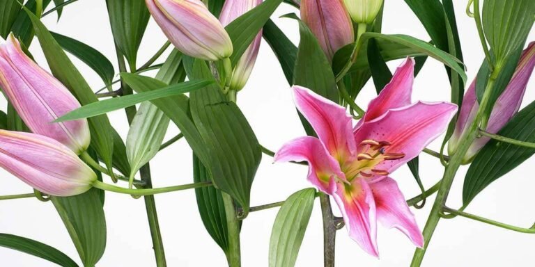 Cuidado y mantenimiento de los lirios en maceta: Consejos para lucir unas flores espectaculares