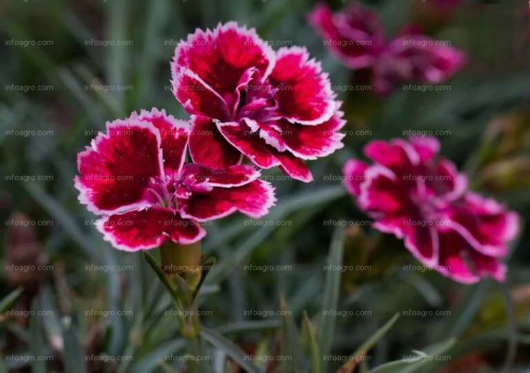 Cuidados del clavel: Descubre qué temperatura es ideal para su cultivo