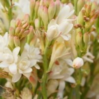 Cuidados esenciales para tener una hermosa flor de nardo en casa