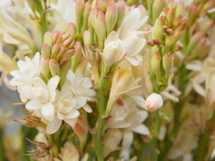 Cuidados esenciales para tener una hermosa flor de nardo en casa