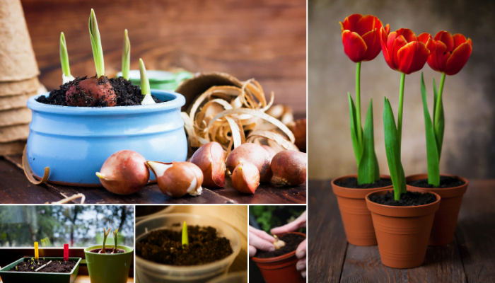 Dónde crecen mejor los tulipanes: Guía completa para jardineros
