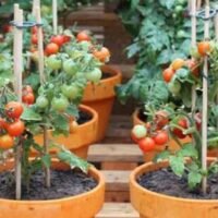 cultivar-tomate-cherry-en-maceta