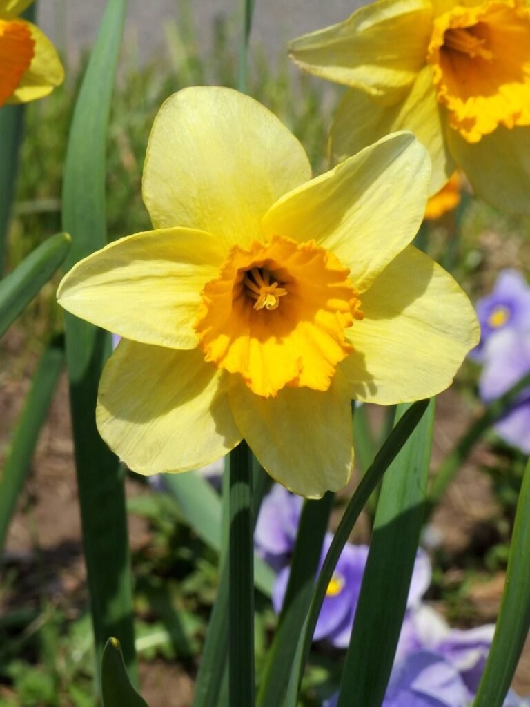 Cultivo de narcisos: guía completa para hacer crecer esta hermosa flor en tu jardín