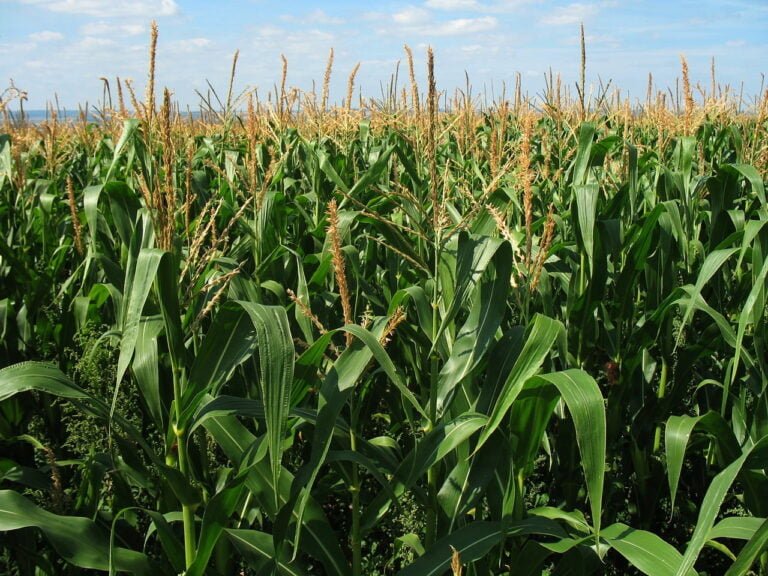 Qué necesita el maíz para una buena producción