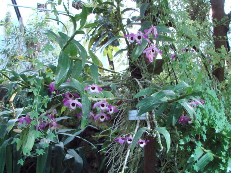 Cómo cuidar de orquídeas Dendrobium nobile