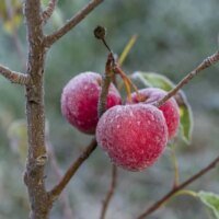 depositphotos_424187912-stock-photo-fresh-red-apples-tree-first