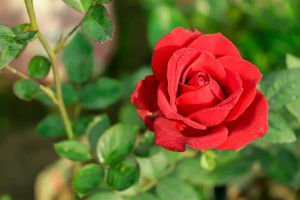 Qué clase de rosas existen: Guía completa para amantes de la jardinería