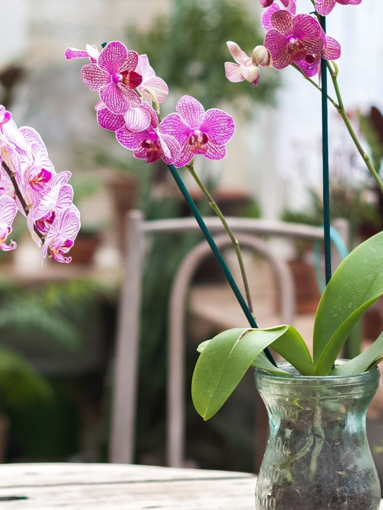 Descubre cómo curar tus orquídeas y mantenerlas hermosas durante todo el año
