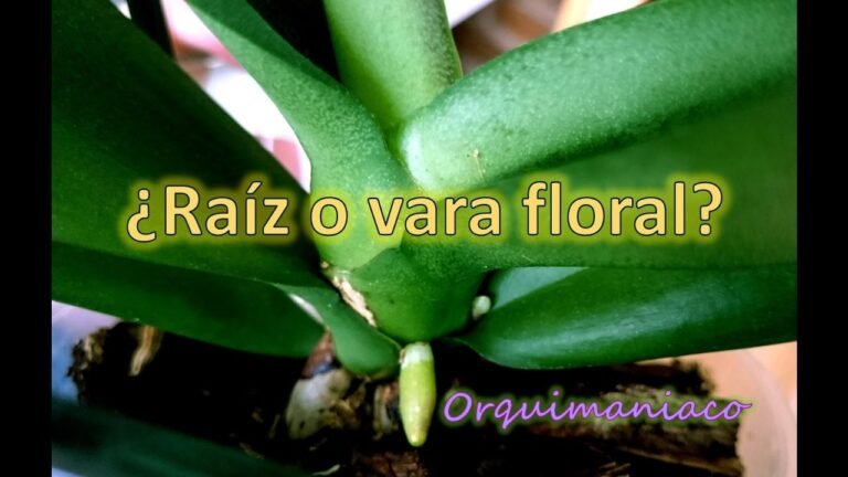 Descubre cómo identificar correctamente si es una raíz o una vara de orquídea en tu jardín