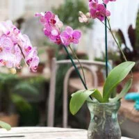 descubre-como-identificar-si-tu-orquidea-necesita-mas-sol-o-sombra-en-su-cuidado