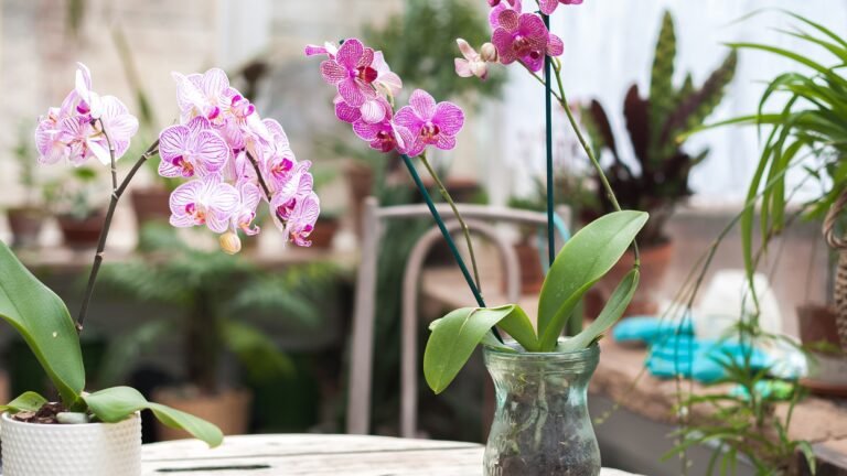 Descubre cómo identificar si tu orquídea necesita más sol o sombra en su cuidado