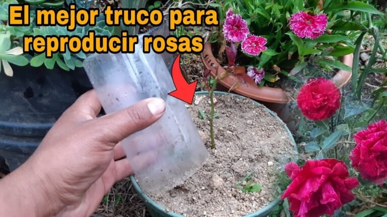 Descubre cómo propagar fácilmente la planta de la rosa en tu jardín