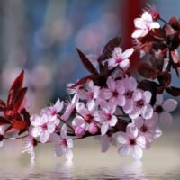 Descubre cómo se llama el Flor de Cerezo en chino y su simbolismo en la cultura asiática