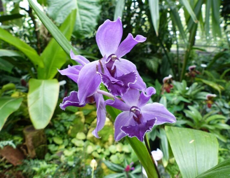Descubre cuál es el paraíso de las orquídeas: El país con más variedades del mundo