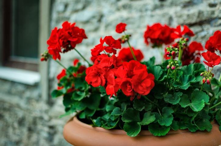 Descubre cuál es la flor ideal para tu familia en el jardín: Guía de selección de plantas según tus necesidades