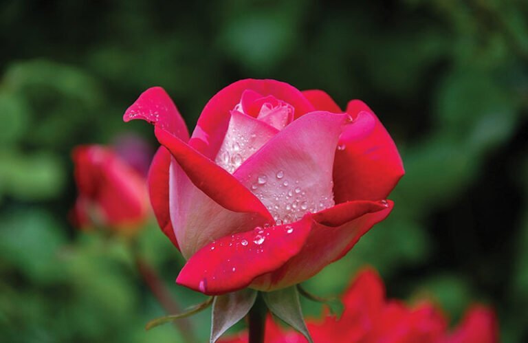 Descubre cuál es la flor perfecta para regalar a tu amigo: la flor de la amistad en la jardinería