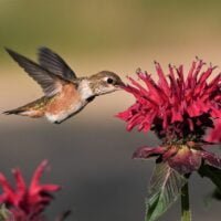 descubre-cual-es-la-planta-ideal-para-atraer-a-los-colibries-a-tu-jardin