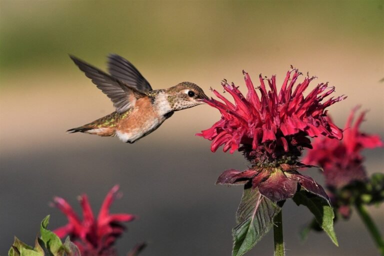 Descubre cuál es la planta ideal para atraer a los colibríes a tu jardín
