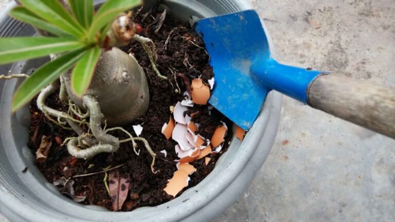 Descubre cuáles son las plantas que se benefician con la cáscara de huevo en su suelo