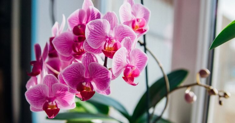 Descubre cuándo disfrutarás del espectáculo de las flores: época del año en que florecen las orquídeas.