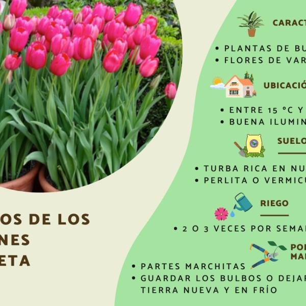 Descubre cuándo florecen los tulipanes en tu jardín y cómo cuidarlos adecuadamente