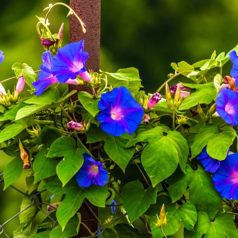 Descubre cuándo y cómo florecen las encantadoras campanitas en tu jardín