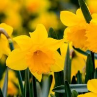 Descubre cuánto tiempo podrás disfrutar de los narcisos en flor en tu jardín