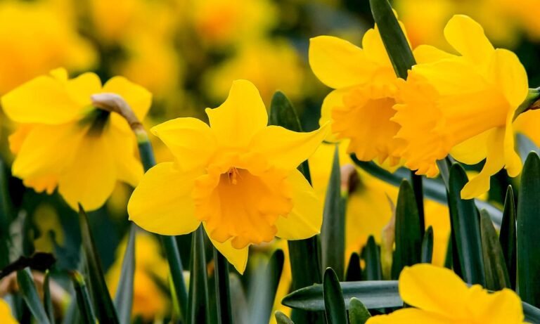 Descubre cuánto tiempo podrás disfrutar de los narcisos en flor en tu jardín