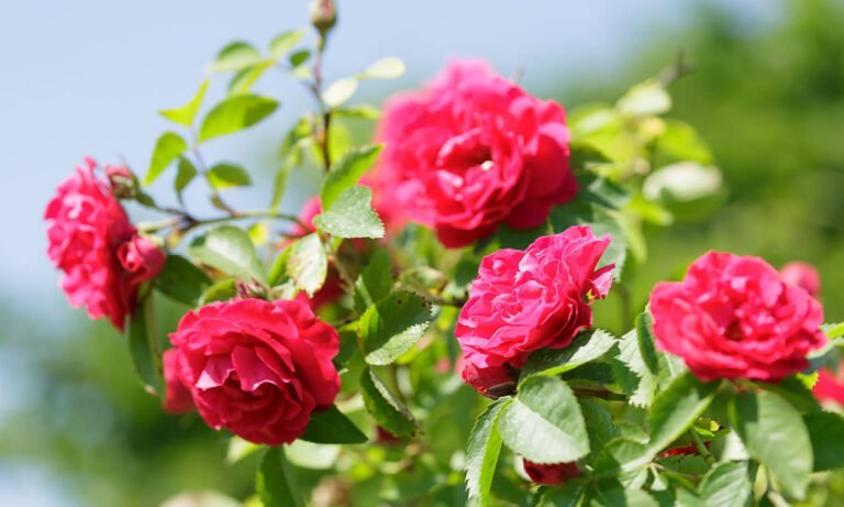 Descubre dónde plantar tu rosal para que florezca en todo su esplendor