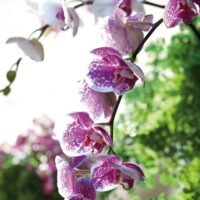 descubre-el-color-mas-espectacular-de-las-orquideas-para-dar-vida-a-tu-jardin