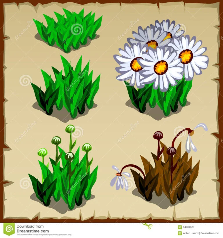 Descubre el fascinante proceso de crecimiento de las margaritas en tu jardín
