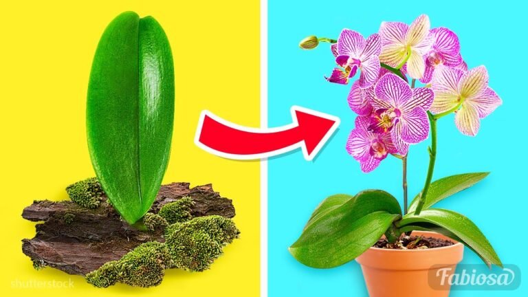 Descubre el fascinante proceso de la germinación de las orquídeas: Cómo nacen estas hermosas plantas