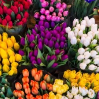 descubre-el-fascinante-significado-de-los-tulipanes-en-el-lenguaje-de-las-flores