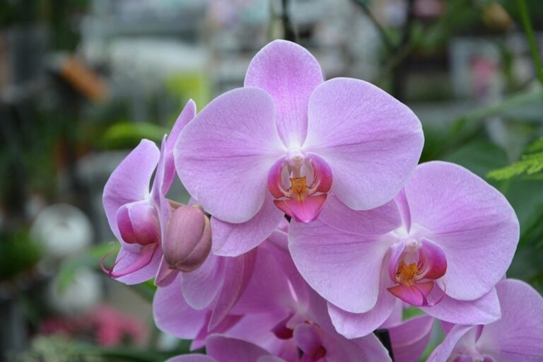 Descubre el misterio detrás de la orquídea rosada: Significado y cuidados necesarios