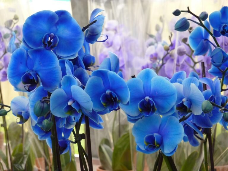 Descubre el misterio detrás del color azul en las orquídeas: lo que necesitas saber para cuidarlas