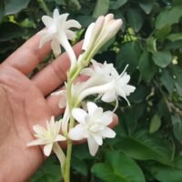 Descubre el misterioso origen del nardo puro y cómo cultivarlo en tu jardín