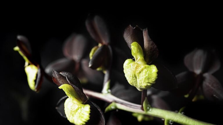 Descubre el misterioso significado detrás de la orquídea negra en la jardinería