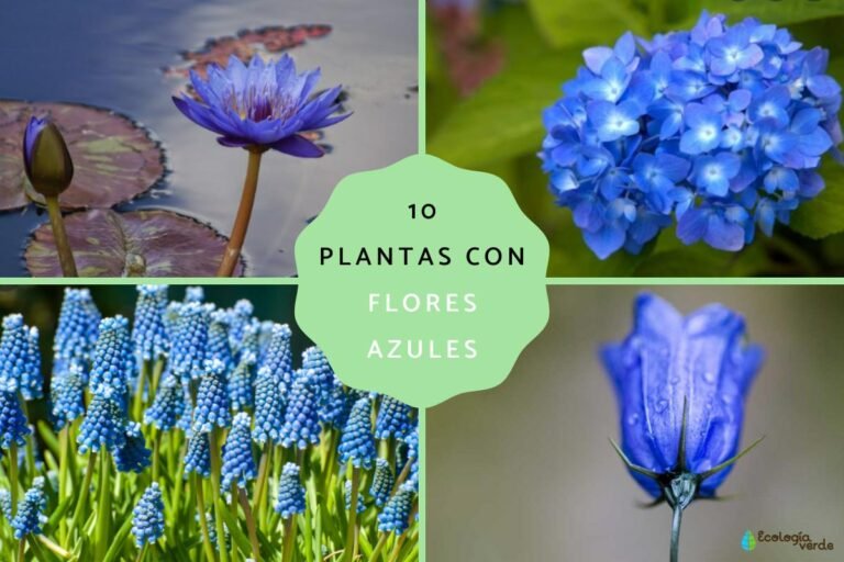 Descubre el nombre de la flor azul y cómo cultivarla en tu jardín